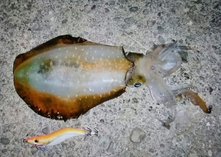 まだ釣れました！