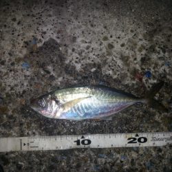 なんとかアジ釣れました。