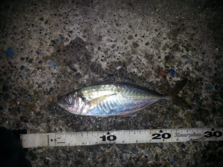 なんとかアジ釣れました。