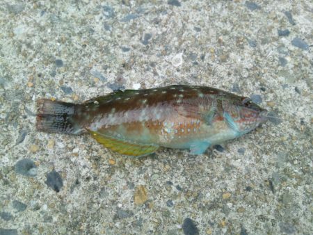 今年最後の釣り