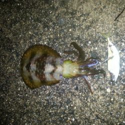 雨の中、アオリイカGET！