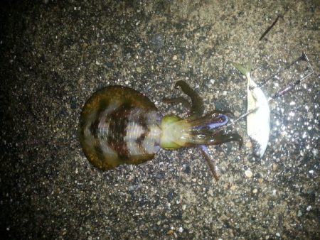 雨の中、アオリイカGET！