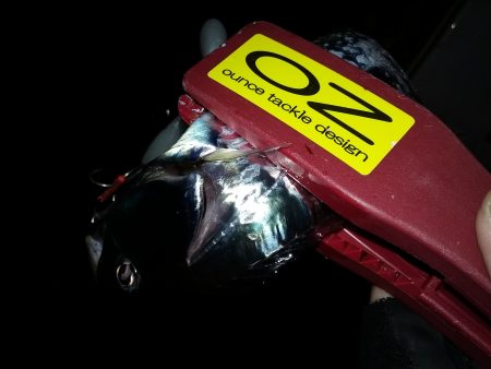 まだ、いてた！