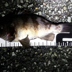 久しぶりのメバリングの釣果