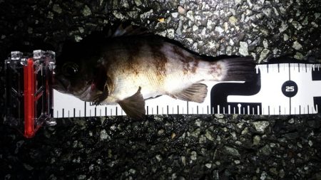 久しぶりのメバリングの釣果