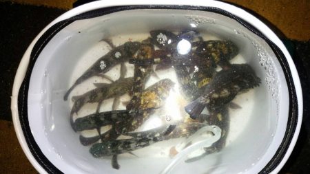 今年最後のメバリング