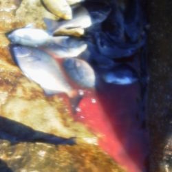 グレ10匹・・・・・アイコ゛二匹・・・