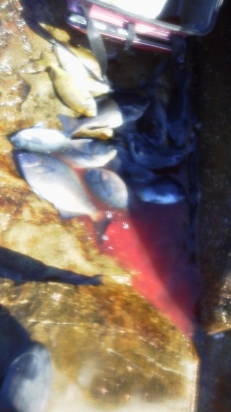 グレ10匹・・・・・アイコ゛二匹・・・