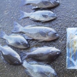 グレ7匹・・・・・アイコ゛1匹・・・