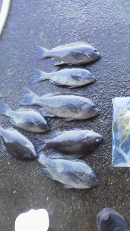 グレ7匹・・・・・アイコ゛1匹・・・