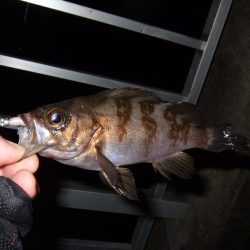 釣れだしてきました！