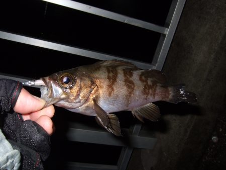 釣れだしてきました！