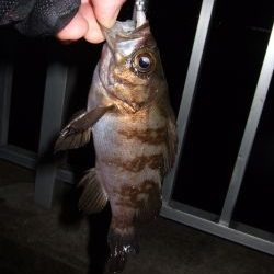 釣れだしてきました！