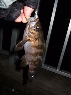 釣れだしてきました！