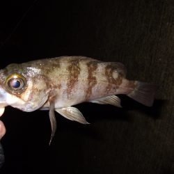 サイズが・・・