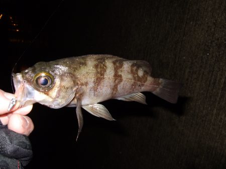 サイズが・・・