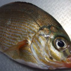 タナゴ　１匹の釣果でした。
