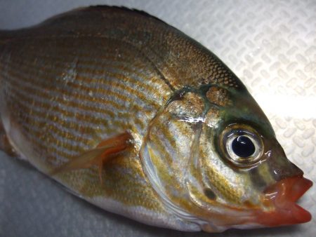 タナゴ　１匹の釣果でした。
