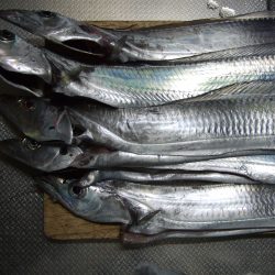 太刀魚食い悪かったです。