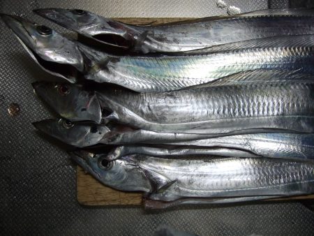 太刀魚食い悪かったです。