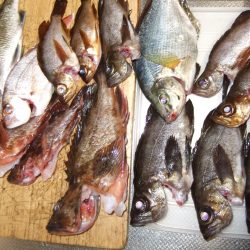 再びメバル狙いで！５種目達成。