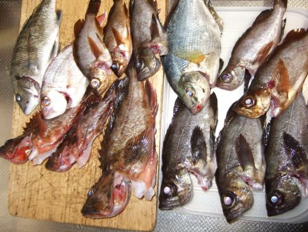 再びメバル狙いで！５種目達成。