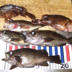 メバルと太刀魚。