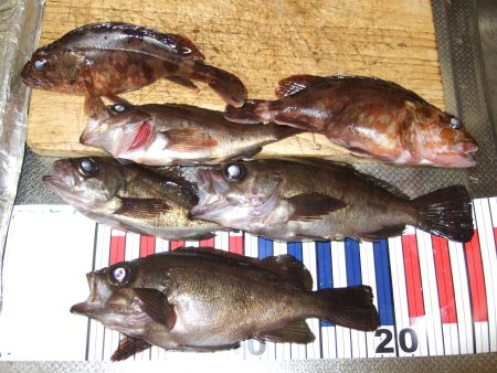 メバルと太刀魚。