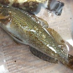 メバルとガシラ。