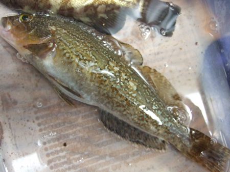 メバルとガシラ。