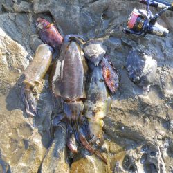 磯でヤエンのアオリイカと探り釣り?