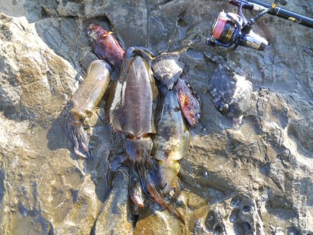 磯でヤエンのアオリイカと探り釣り?