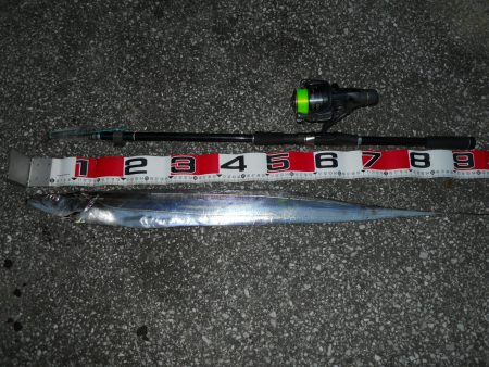 終盤!?早朝～タチウオのウキ釣り