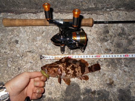 湾奥でライトゲーム♪。