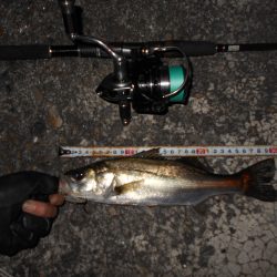 湾奥チーバスゲーム…。