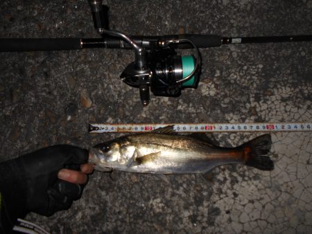 湾奥チーバスゲーム…。