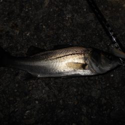 チーバス入れ食い…。