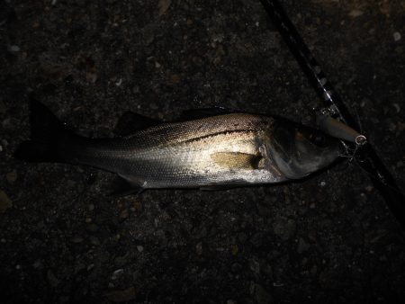 チーバス入れ食い…。