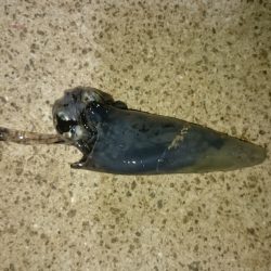 ライトエギング！