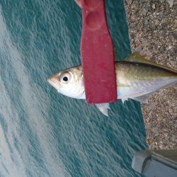 春木ベランダでゆうまずめ時合にアジ