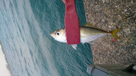 春木ベランダでゆうまずめ時合にアジ