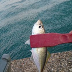 岸和田一文字沖の北でアジ、太刀魚