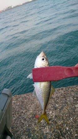 岸和田一文字沖の北でアジ、太刀魚