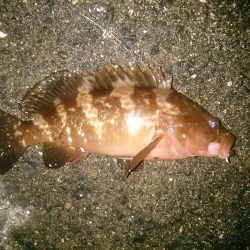 仕事帰りに軽く釣行