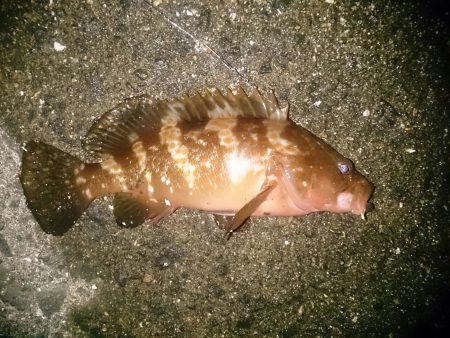 仕事帰りに軽く釣行