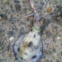 本日仕事前に…