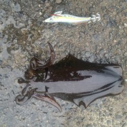 昨日に続いて…