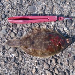 強風の中カレイを求めて