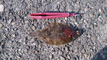 強風の中カレイを求めて