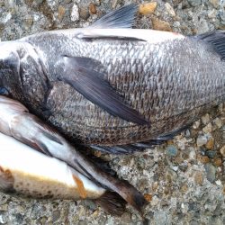 遠征フカセ釣り